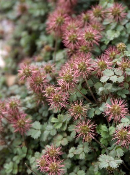 Acaena microphylla 'Kupferteppich' (Stekelnootje)