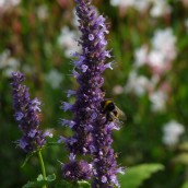 Agastache 'Black Adder' - p9