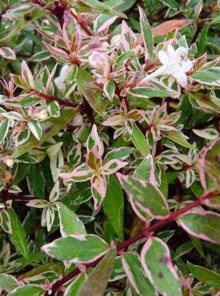 Abelia 'Confetti' (Abelia)