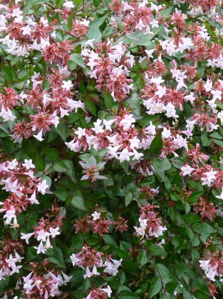 Abelia grandiflora 'Francis Mason' (Abelia)