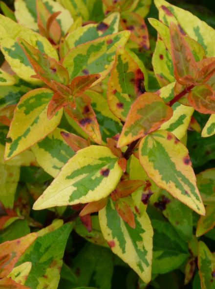 Abelia grandiflora 'Kaleidoscope' (Abelia)