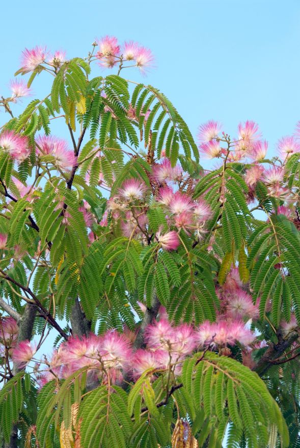 albizia_julibrissin_perzische_slaapboom_zijdeboom.jpg