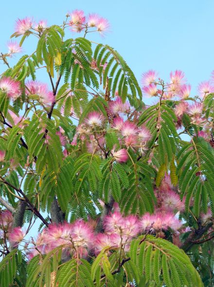 Albizia julibrissin (Perzische slaapboom, Zijdeboom)