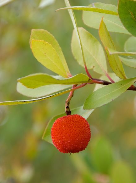 Arbutus unedo (aarbeienboom meeneemhaag)
