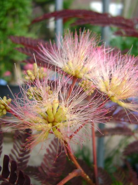 Albizia Summer Chocolate (Perzische slaapboom)