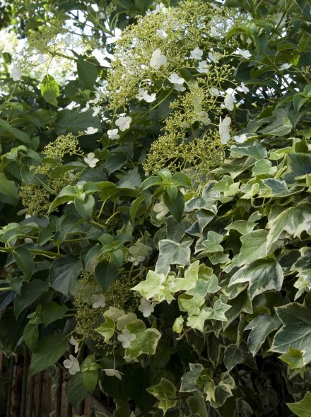 Hydrangea anomala petiolaris (klimhortensia)