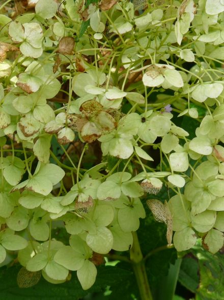 Hydrangea arborescens 'Incrediball' (Hortensia 'Strong Annabelle', Sneeuwbal, Tuinhortensia)