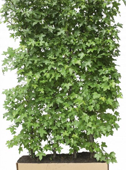 Kant - en - klaar haag Liquidambar styraciflua 1 m lang en 2 m hoog - 1 stuks