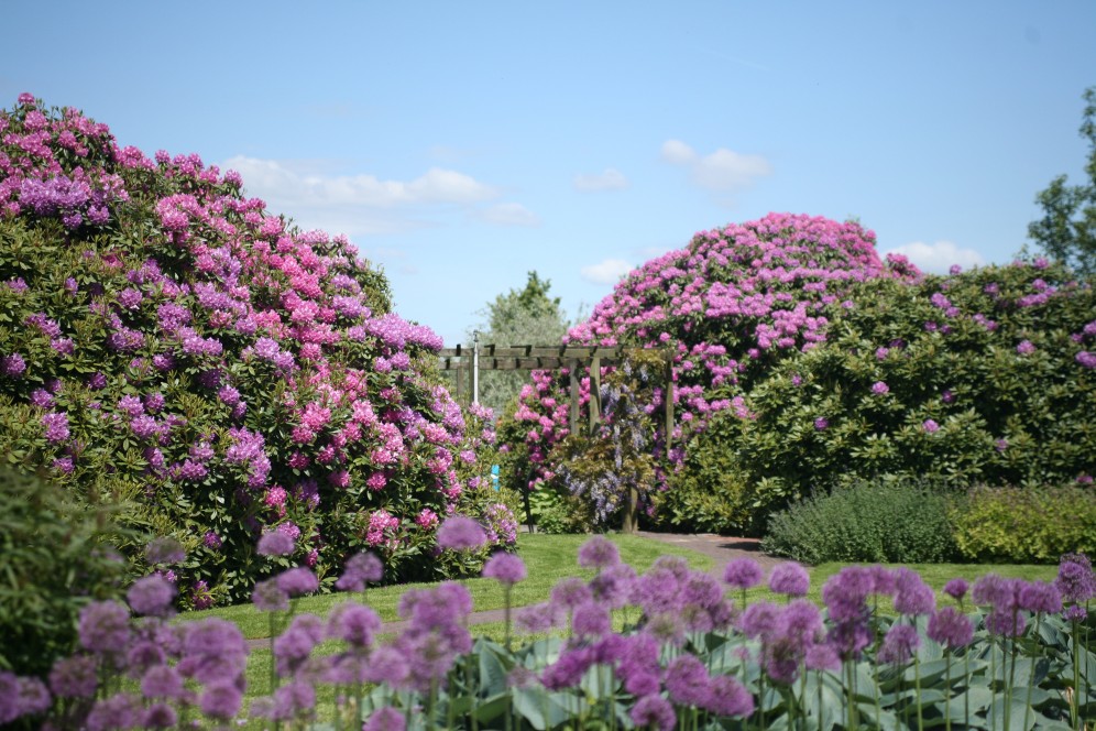Rhododendrons