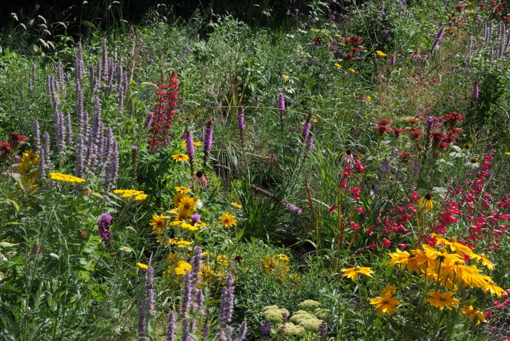 Prairiebeplanting
