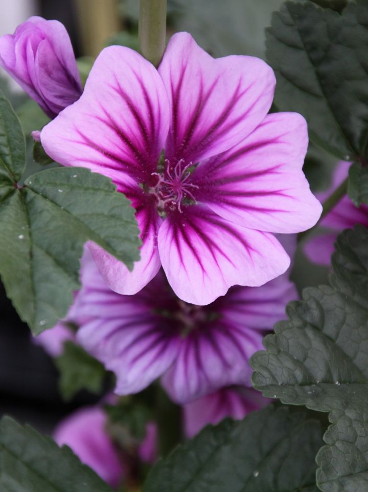 Malva sylvestris 'Zebrina' - Grote kaasjeskruid