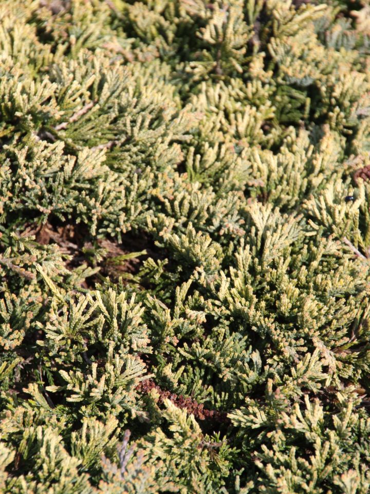 Juniperus horizontalis 'Golden Carpet' - Jeneverbes, kruipende jeneverbes