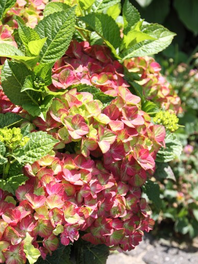 Ker Asie Un Jardin Du Morbihan