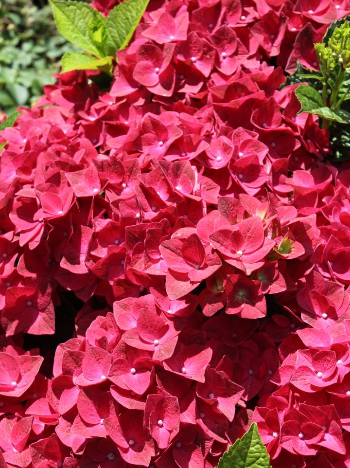 Hydrangea macrophylla 'Magical Sapphire' ('Kolmasa') - Hortensia, boerenhortensia