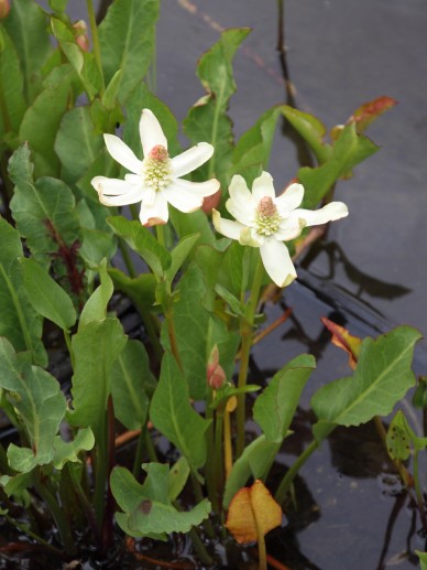 Anemopsis californica Valse moerasanemoon De Tuinen van Appeltern