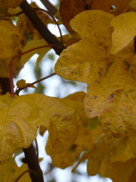 Acer campestre 'Nanum' (Bolesdoorn)