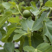 Ficus carica (Winterharde vijg) - 120/140 cm