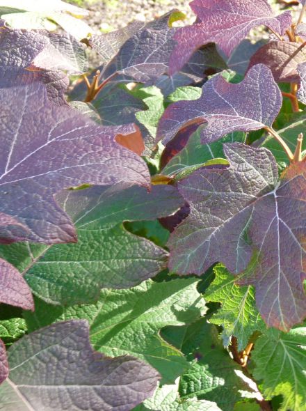Hydrangea quercifolia (Eikenbladhortensia)