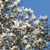 Magnolia kobus - 12-14 draadkluit (Beverboom of Valse Tulpenboom)