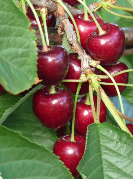 Laagstam kersenboom Kordia (Prunus avium Kordia)