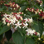 Clerodendrum trichotomum (kansenboom, pindakaasboom) 80/100 cm