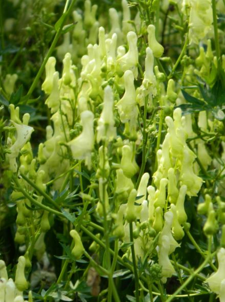 Aconitum lamarckii (Monnikskap)