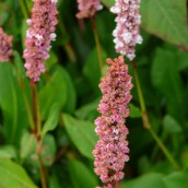 Persicaria affinis 'Darjeeling Red' (Duizendknoop)