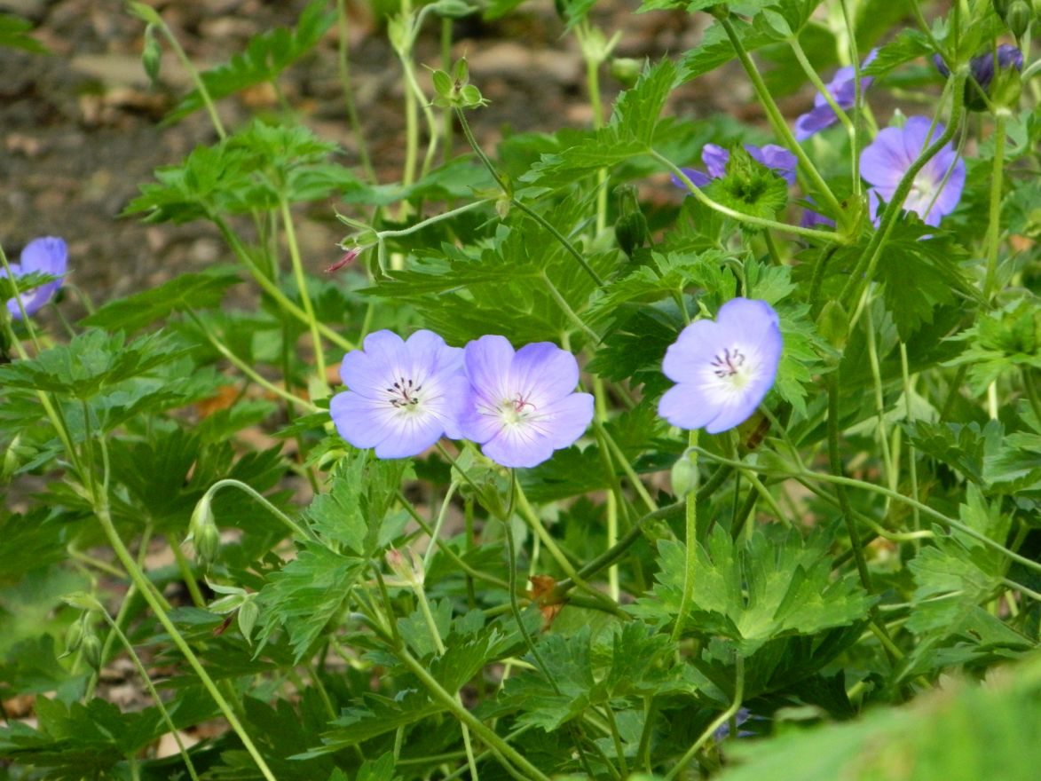 Geranium wallichianum 'Buxton's Variety' (Ooievaarsbek) De Tuinen van