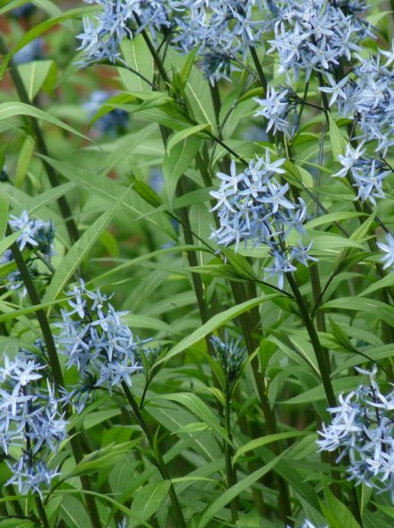 Amsonia tabernaemontana (Stermaagdenpalm, Blauwe ster)