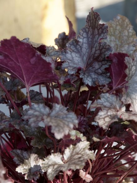 Heuchera 'Can Can' (Purperklokje)