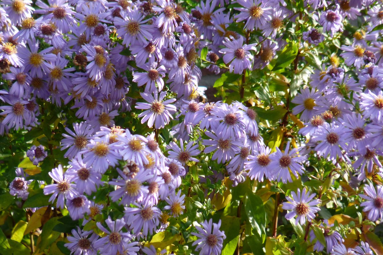 Aster ageratoides 'Asran' (Aster, Herfstaster) De Tuinen van Appeltern