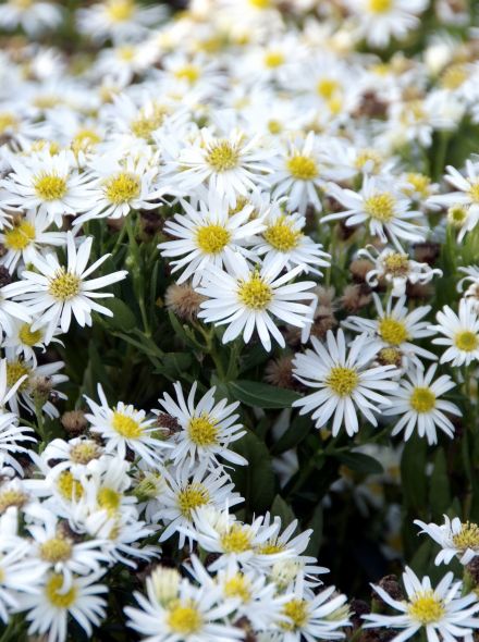 Aster ageratoides 'Starshine' (witbloeiende herfstaster)