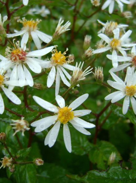Aster divaricatus (Sneeuwster-aster, Sneeuwaster)