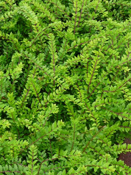 Lonicera nitida 'Maigrün' (Chinese kamperfoelie of struikkamperfolie)