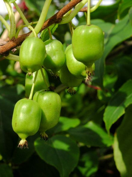 Actinidia arguta 'Issai' (Zelf bestuivende Kiwibes)