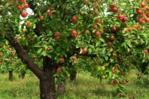 Hoe snoei je een appelboom?