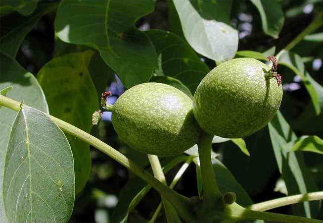 Hoe Snoei Je Een Walnoot De Tuinen Van Appeltern
