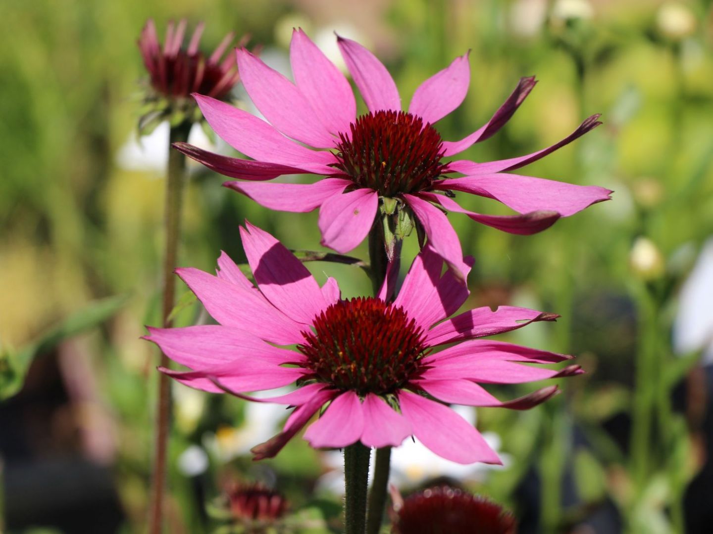 Rode zonnehoed - Echinacea purpurea - Rode zonnehoed - Echinacea purpurea- Nederland