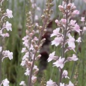 Linaria purpurea 'Canon J. Went' (vlasleeuwebek)