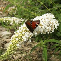 Buddleja Sommerflieder dardos ornamental White 60-80cm