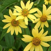 Helianthus 'Lemon Queen' (Zonnebloem) - p9