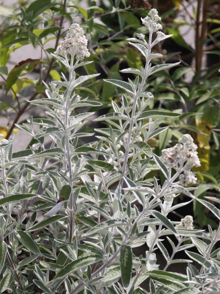Buddleja 'Silver Anniversary' ('Morning Mist' ®) - Vlinderstruik