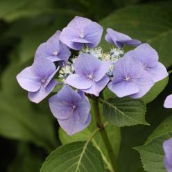 Hydrangea serrata 'Bluebird' - Hortensia | De Tuinen van Appeltern