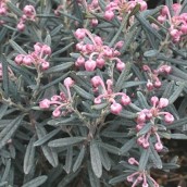 Andromeda polifolia 'Blue Ice' (Lavendelhei, rotsheide)