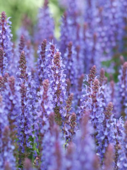 Blauw bloeiende border 1 (borderpakket 4 m2)