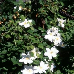 Clematis Mevrouw Le Coultre Bosdruif Bosrank De Tuinen Van Appeltern