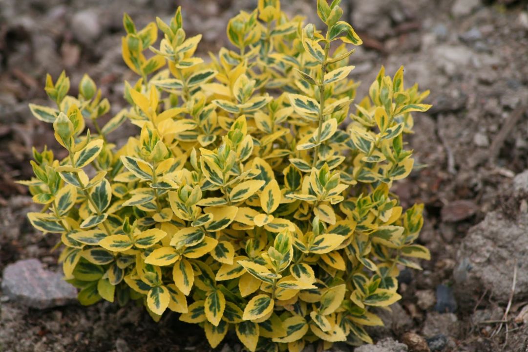 Euonymus fortunei ‘Emerald’n Gold’ - Bontbladige kardinaalshoed | De