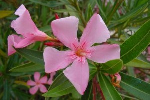 Verzorging van de Oleander