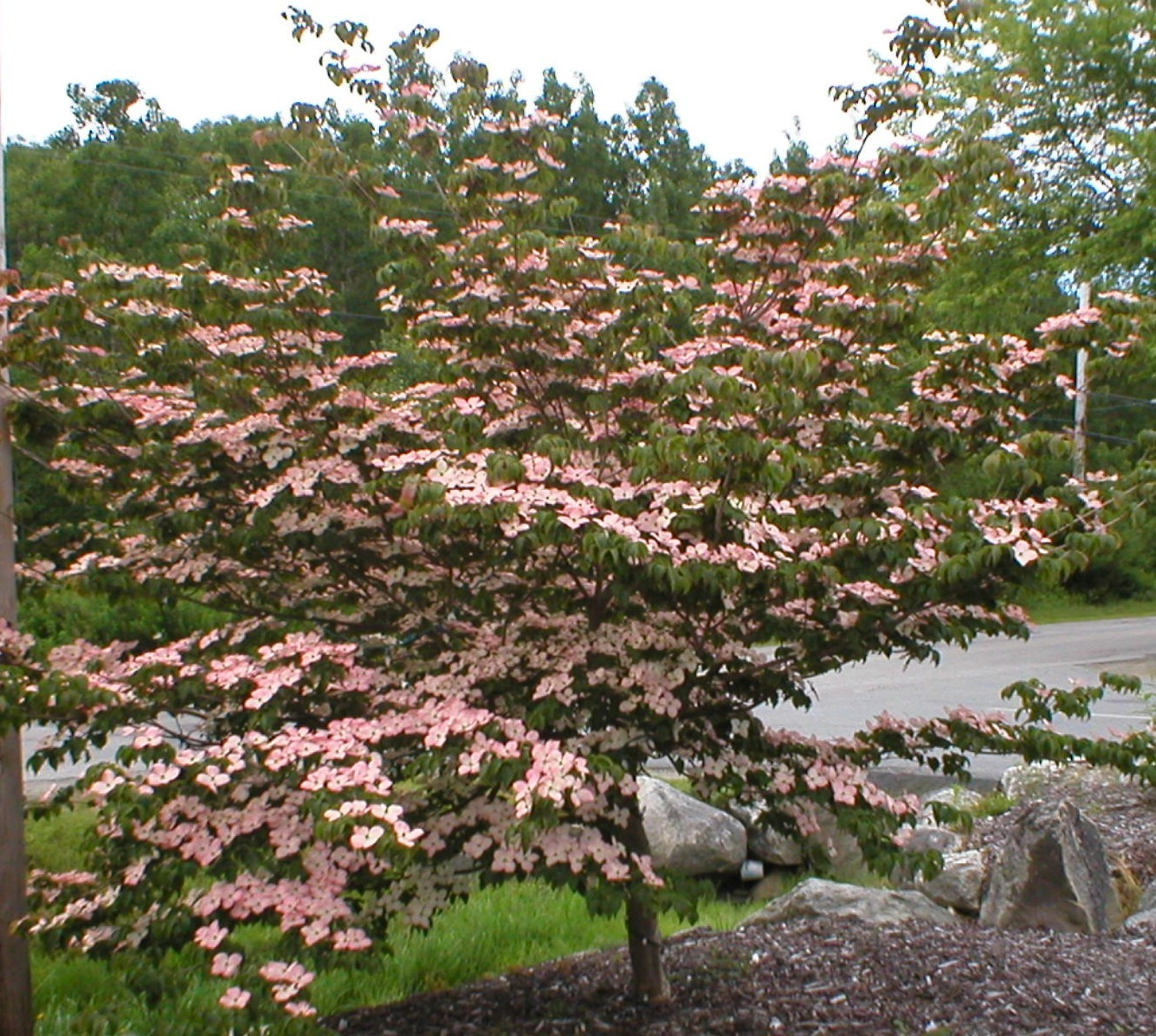 Cornus kousa ‘Satomi’ - Grootbloemige Japanse Kornoelje - De Tuinen van