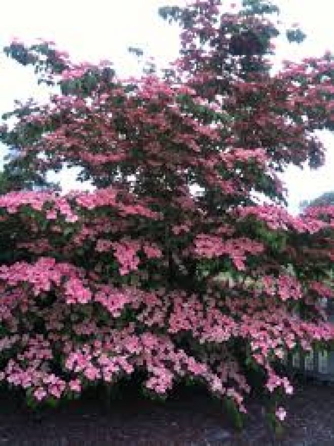 Cornus kousa 
